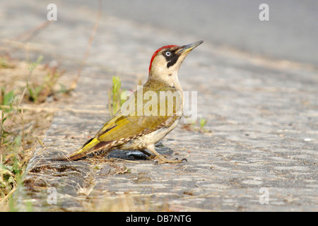 Grünspecht (Picus Viridis), weibliche Futtersuche am Straßenrand Stockfoto