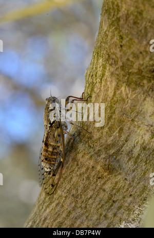 Nahaufnahme der Cicada Orni auf Stamm-Baum im Süden von Frankreich Stockfoto