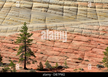 Gelb-Kiefer (Pinus Ponderosa) vor der Sandstein-Struktur der Checkerboard Mesa Stockfoto