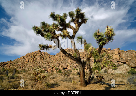 Joshua Tree oder Yucca-Palme (Yucca Brevifolia) Stockfoto