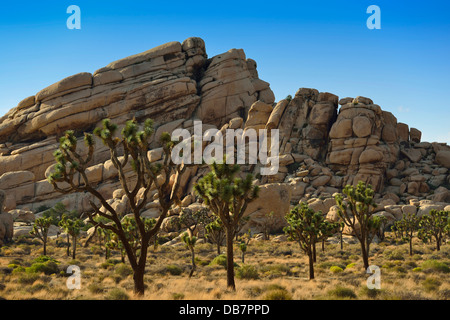 Joshua Bäume oder Yucca-Palmen (Yucca Brevifolia) Stockfoto
