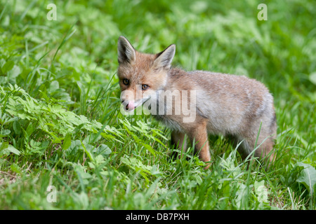 Junger Fuchs (Vulpes Vulpes) stehen auf einer Wiese Stockfoto
