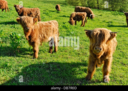 Scottish Highland Cattle oder Kyloe (Bos Primigenius F. Taurus), Kälber auf einer Wiese Stockfoto