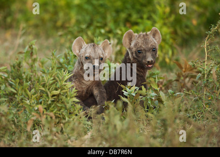 Spotted Hyäne oder lachen Hyänen (Crocuta Crocuta) zwei jungen Stockfoto