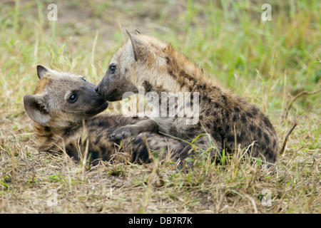 Spotted Hyäne oder lachen Hyänen (Crocuta Crocuta), zwei Jungen spielen Stockfoto