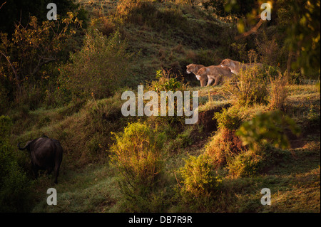 Drei Löwinnen (Panthera Leo) verfolgt einen Büffel Stockfoto