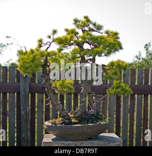 Bonsai im Topf befindet sich auf japanischer Garten Stockfoto