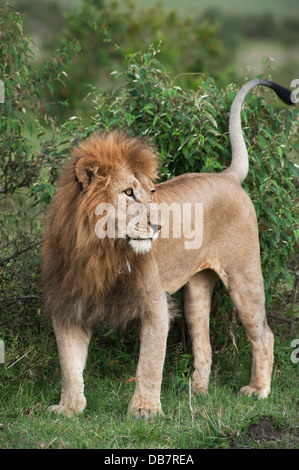 Löwe (Panthera Leo), Männlich, sein Revier zu markieren Stockfoto