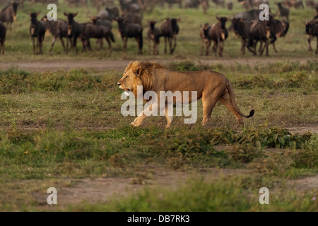 Löwe (Panthera Leo), Männlich, vor einer Herde von Gnus Stockfoto