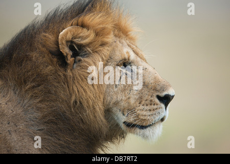 Löwe (Panthera Leo), Männlich, Porträt Stockfoto