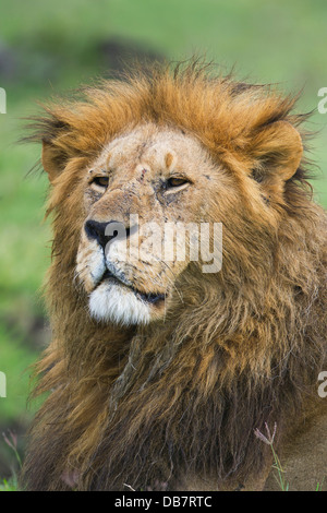 Löwe (Panthera Leo), Männlich, Porträt Stockfoto
