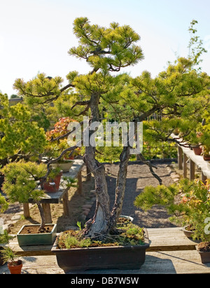 Bonsai im Topf befindet sich auf japanischer Garten Stockfoto