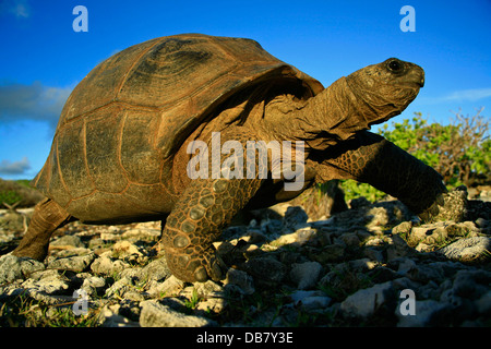 Tierwelt - Aldabra Riesenschildkröte Aldabra-Atoll Seychellen nur 120 000 Riesenschildkröten linken Leben auf Aldabara Atoll Schildkröte Stockfoto