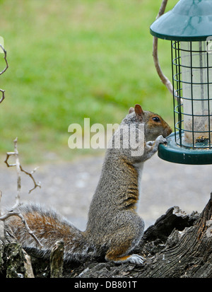 Ein Grauhörnchen überfallen ein Vogelhaus-Tabelle Stockfoto