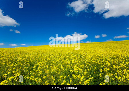 Südafrika - Overberg - Raps Felder in der Nähe von Bredasdorp gelbe Blumen Feldern Blumen Frühling Farbe weiße Wolken in blau Stockfoto