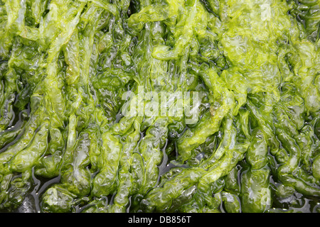 Gutweed Enteromorpha intestinalis Stockfoto