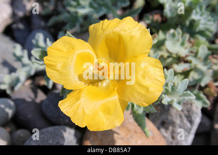 Gelbe gehörnte-Mohn Glaucium flavum Stockfoto
