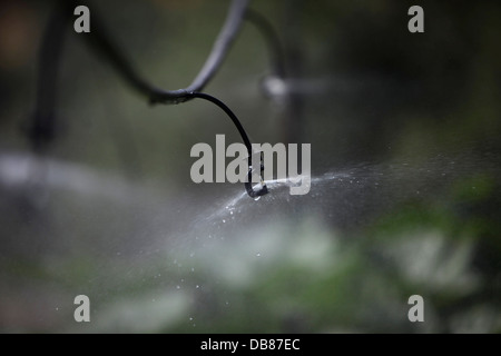Regner bewässern Pflanzen in Los Tamayos Bio-Bauernhof in Prado del Rey, Cádiz, Andalusien, Spanien Stockfoto