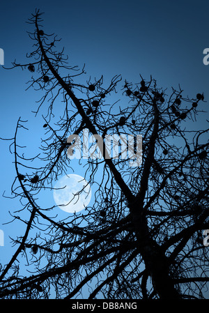 Trockenen toten Kiefer Baum Silhouette und Vollmond über dem tiefblauen Himmel Stockfoto