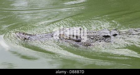 Leistenkrokodil (Salzwasserkrokodil), Crocodylus Porosus, Sarawak, Malaysia Stockfoto