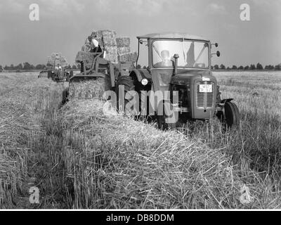 Landwirtschaft, Maschinen, Massey-Ferguson 35 Traktor bei der Ernte, Ammerland, 1950er Jahre, zusätzliche-Rights-Clearences-not available Stockfoto