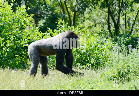 Ein einsamer junge Silverback Gorilla bei strahlendem Sonnenschein Stockfoto
