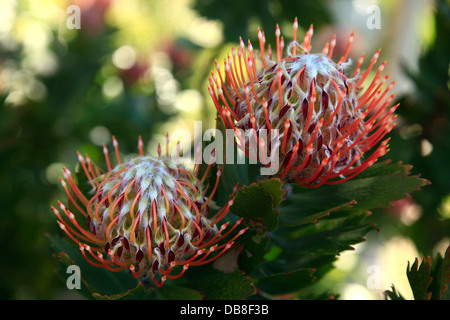 Proteas im Kirstenbosch National Botanical Gardens, Cape Town Stockfoto