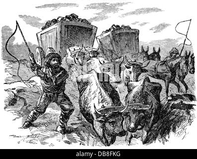 Metall, Gold, Transport von Erz zu einer Verarbeitungsmühle, Amerika, Holzstich, 19. Jahrhundert, 19. Jahrhundert, Grafik, Grafik, Amerika, Edelmetall, Edelmetalle, Gold-Suche, Goldsuche, Suche nach Gold, Goldsuche, Goldbergbau, Transport, Transport, Team, Ochse, Ochsen, Pferd, Pferd, Wagen, ziehen, ziehen, ziehen, ziehen, halbe Länge, stehen, Peitsche, Peitschen, fahren, Fahren, Gold-Aufbereitung von Metallen, Gold-Nutzen, Gold-Eisen, Hore, Huren, Gold-Verarbeitung, Huren, Gold-Bergung Stockfoto