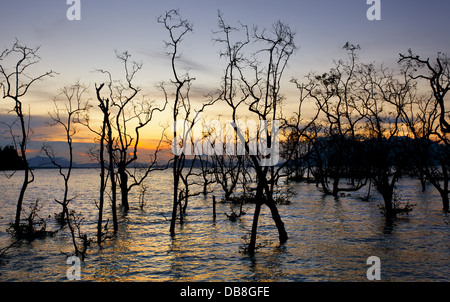 Silhouette des Toten Mangrovenbäume bei Sonnenuntergang, Bako Nationalpark, Sarawak, Malaysia Stockfoto