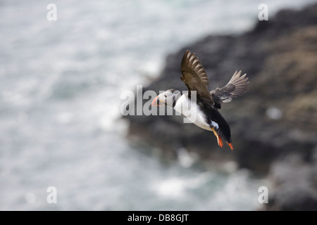 Papageitaucher fliegen Wasser aus, um sich auf See zu ernähren Stockfoto