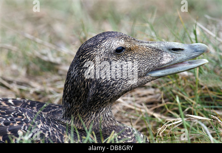 Nahaufnahme einer Eiderente Frau saß auf dem Nest in eine maritime Wiese Stockfoto