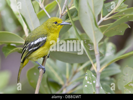 Gemeinsamen Iora, Aegithina Tiphia, Bako Nationalpark, Sarawak, Malaysia Stockfoto