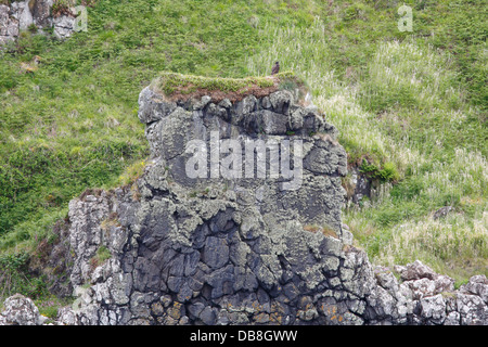 Sea Eagle Nest auf einem Seestapel nahe Ardmore Point, Isle of Mull Scotland. Oben ist ein junger Mann zu sehen Stockfoto