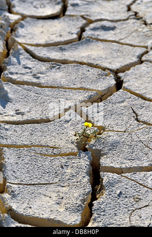 Blume im gerissenen Schlamm getrocknet Stockfoto