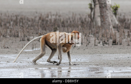 Weibliche Nasenaffe und Baby, Nasalis Larvatus, Bako Nationalpark, Sarawak, Malaysia Stockfoto