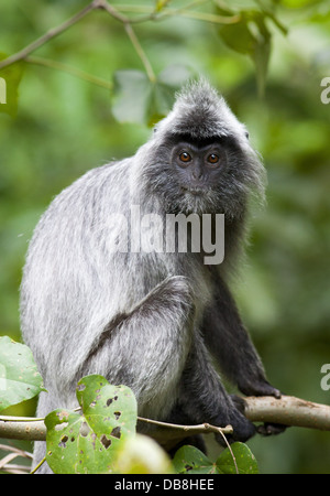 Versilberte Leaf Monkey, Trachypithecus Cristatus, Bako Nationalpark, Sarawak, Malaysia Stockfoto