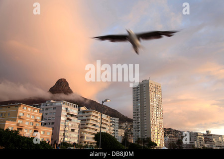 Möwe im Flug am Strand in Sea Point, Kapstadt Stockfoto