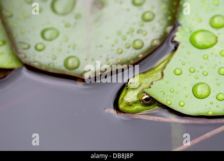 Frosch auf Seerosenblatt einen Makro-Hintergrund Stockfoto