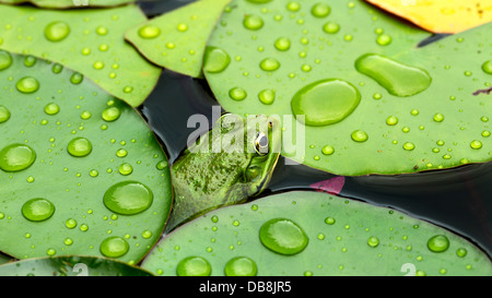 Frosch auf Seerosenblatt einen Makro-Hintergrund Stockfoto