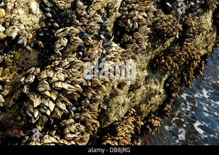 Küstenfelsen Gans Entenmuscheln (Pollicipes Pollicipes) und andere Schalentiere bedeckt Stockfoto