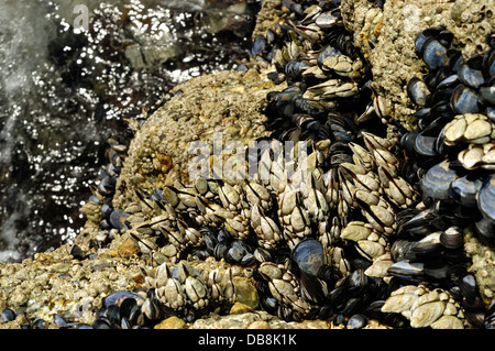 Küstenfelsen Gans Entenmuscheln (Pollicipes Pollicipes) und andere Schalentiere bedeckt Stockfoto