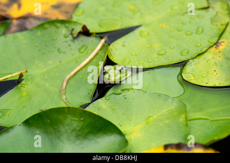 Frosch auf Seerosenblatt einen Makro-Hintergrund Stockfoto