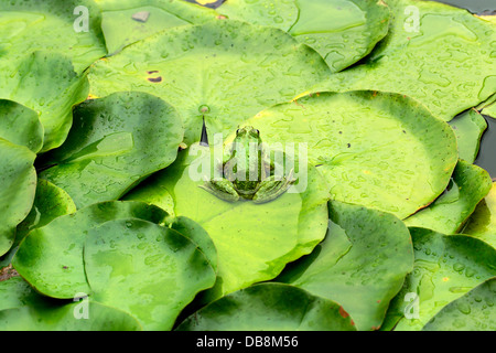 Frosch auf Seerosenblatt einen Makro-Hintergrund Stockfoto