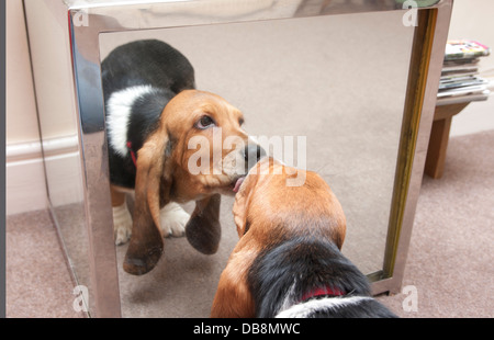 Basset Hound Welpen sein Spiegelbild im Spiegel zu betrachten Stockfoto