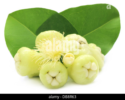 Frisches Wasser Apfel oder Rosenapfel mit grünen Blättern Stockfoto