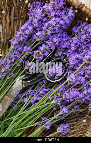 Lavandula Angustifolia 'Hidcote'. Lavendel. Weide Korb mit schneiden Lavendel und Schere Stockfoto