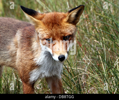 Detaillierte Nahaufnahme von einem europäischen Rotfuchs (Vulpes Vulpes) vor der Kamera Stockfoto