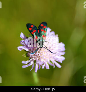 Reigate, Surrey, UK. Donnerstag, 25. Juli 2013.  Sechs-Spot Burnet Motten auf Feld Witwenblume ruht auf Feld Witwenblume auf einer Wiese auf den North Downs in Reigate, Surrey, UK. Donnerstag, 25. Juli 2013. Credit: Foto von Lindsay Constable / Alamy Live News Stockfoto