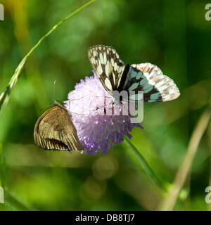 Reigate, Surrey, UK. Donnerstag, 25. Juli 2013.  Marmoriert weiß Melanargia Galathea Schmetterling mit einem kleinen Heide Coenonympha Pamphilus Schmetterling ruht auf Feld Witwenblume auf einer Wiese auf den North Downs in Reigate, Surrey, UK. Donnerstag, 25. Juli 2013. Credit: Foto von Lindsay Constable / Alamy Live News Stockfoto