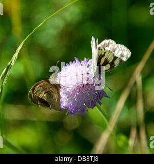 Reigate, Surrey, UK. Donnerstag, 25. Juli 2013.  Marmoriert weiß Melanargia Galathea Schmetterling mit einem kleinen Heide Coenonympha Pamphilus Schmetterling ruht auf Feld Witwenblume auf einer Wiese auf den North Downs in Reigate, Surrey, UK. Donnerstag, 25. Juli 2013. Credit: Foto von Lindsay Constable / Alamy Live News Stockfoto